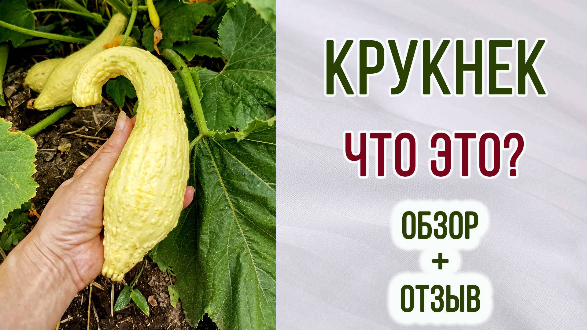 Крукнек Скрудж. Что это? Обзор + отзыв.