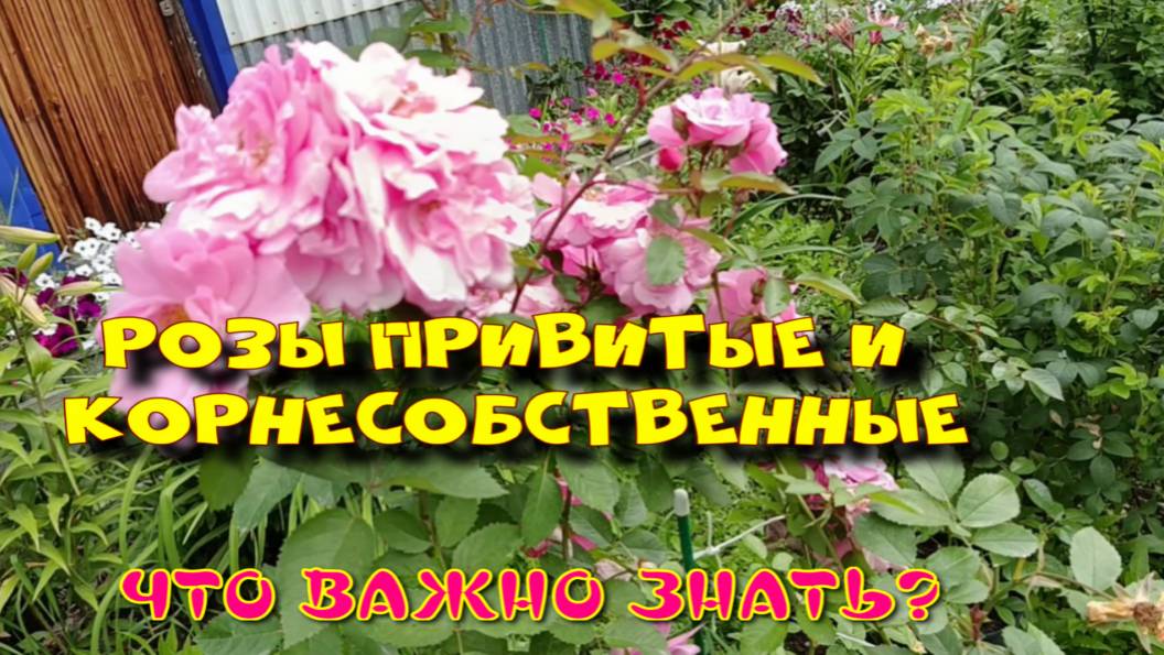 РОЗЫ ПРИВИТЫЕ И КОРНЕСОБСТВЕННЫЕ.ЧТО ВАЖНО ЗНАТЬ?