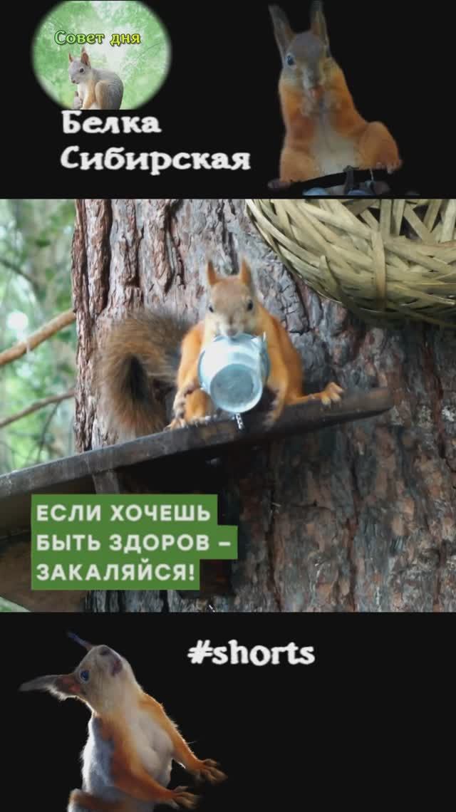 Белка обливается водой