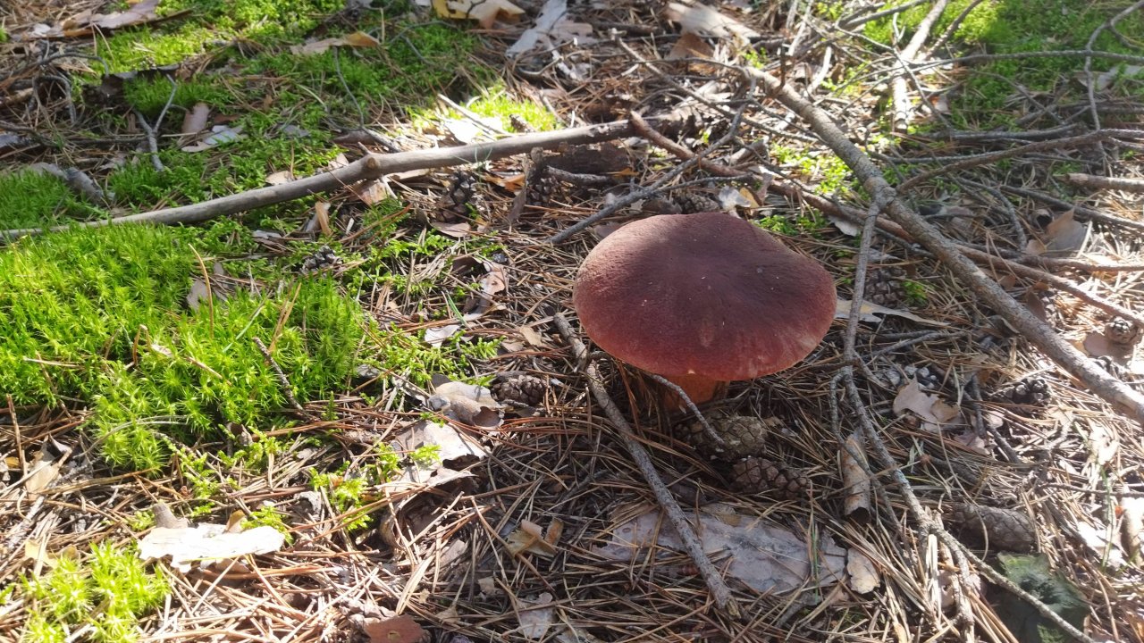 СОБИРАЕМ ГРИБЫ. БОРОВИКИ