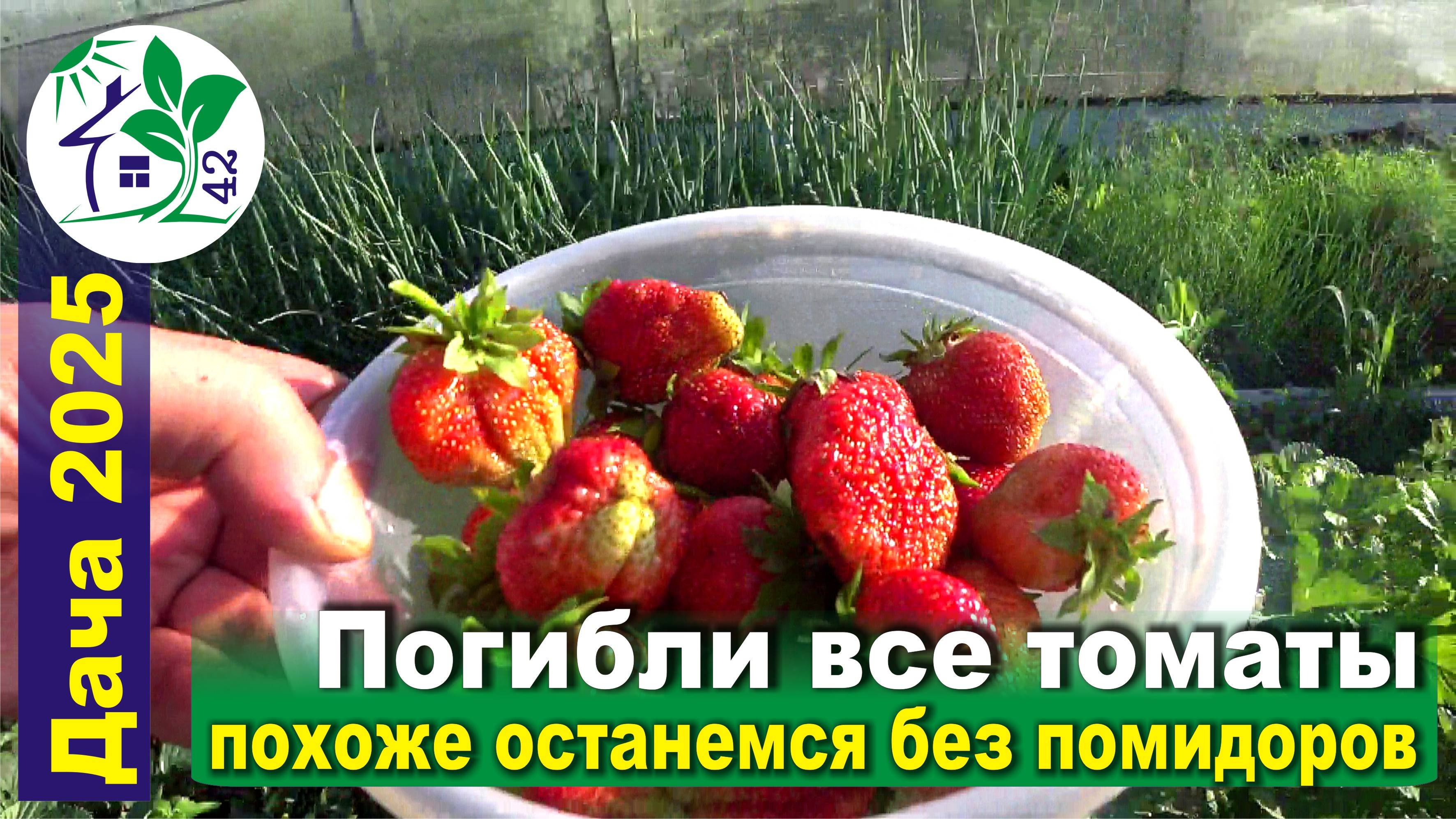 Погибли все томаты. Похоже в этом году останемся без помидоров и перцев.