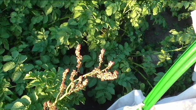 Поспели семена щавеля