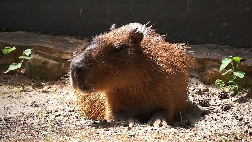 Капибара после купания греется на солнышке, а после по расписанию у нее обед.