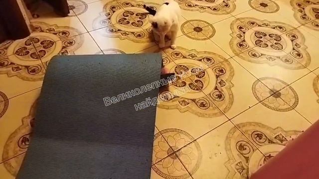 Спорт, игры. Котус спортус!