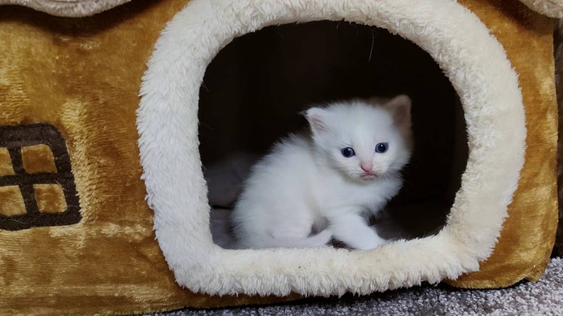 Мама-кошка и её белый котёнок. Счастливая кошачья семья.