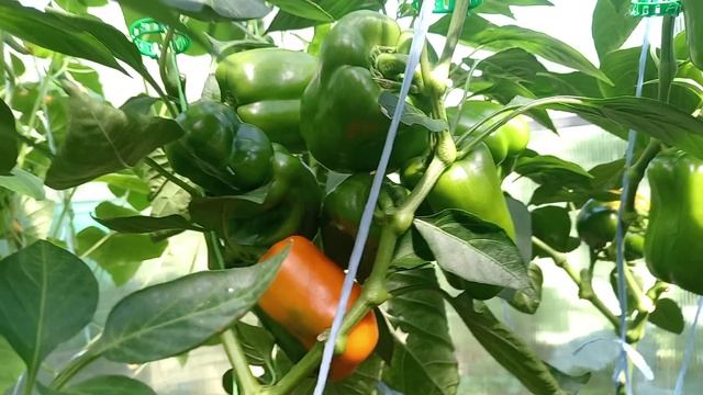 ПЕРЦЫ В ТЕПЛИЦЕ. НАЧАЛО АВГУСТА.