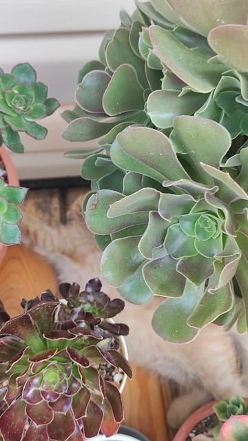 Такие милые, когда спят!