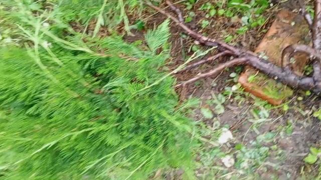 Стрижка Можжевельника казацкого Тамарисцифолия, с применением япоской садовой техники О-карикоми.