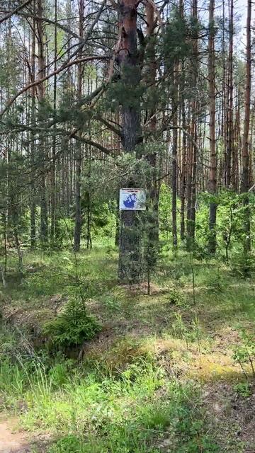 ЭКСКЛЮЗИВНЫЙ УЧАСТОК 15 соток с выходом в сосновый бор и рекой, дер. Афонасово, Александровский р-н