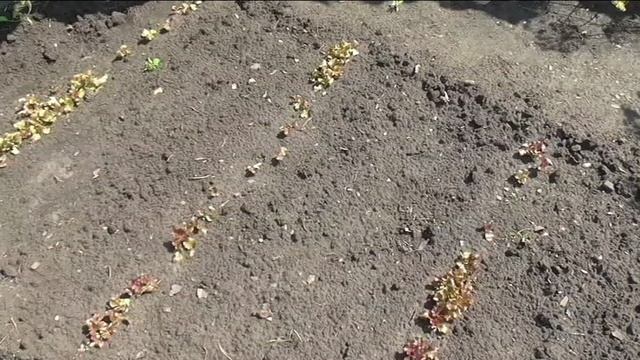 Посев редиски на осень