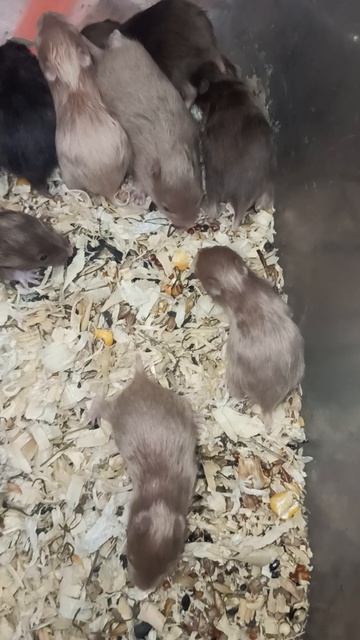 Мраморные хомячата 06/08/25