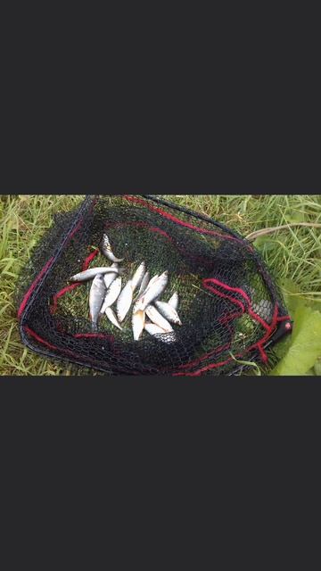 Рыбалка в отпуске 4 день рыбалки👍🎣 Сегодня немного порыбачил на речке🎣 Рыбачил в проводку.