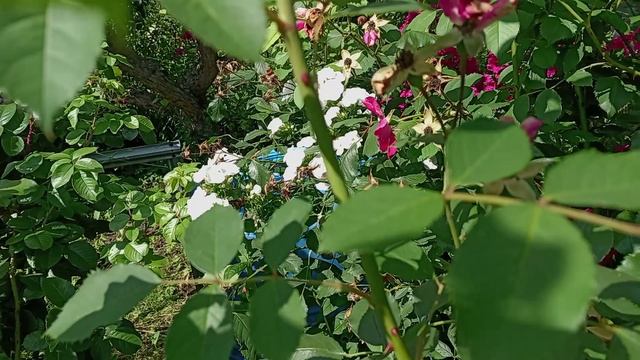 ОБРЕЗКА РОЗЫ ПЛЕТИСТОЙ  АМАДЕУС.