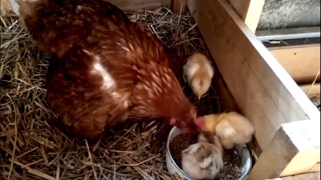 Наседка ухаживает за цыплятами
