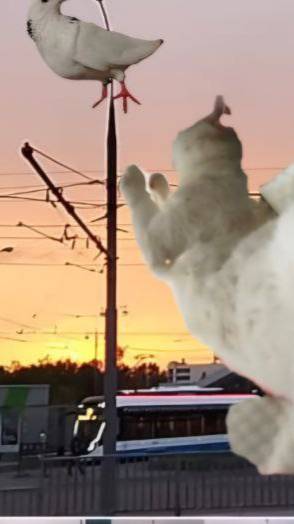 Нежный кусь