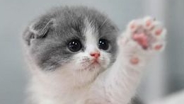 Породы кошек