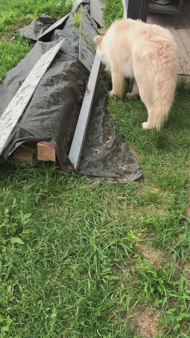 Где Альфушка прячется от дождя 🌧️