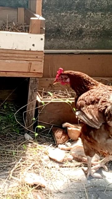 На гнездо садится еще одна наседка