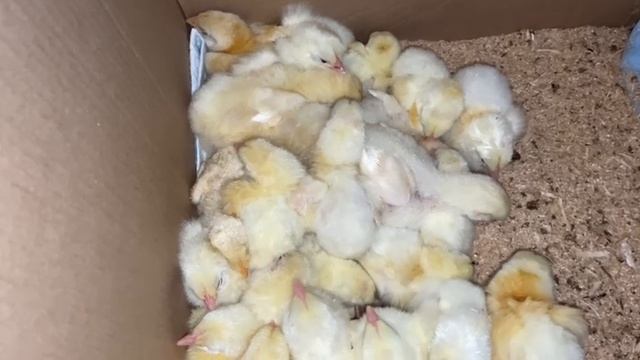 Бройлерные цыплята купили 1 августа