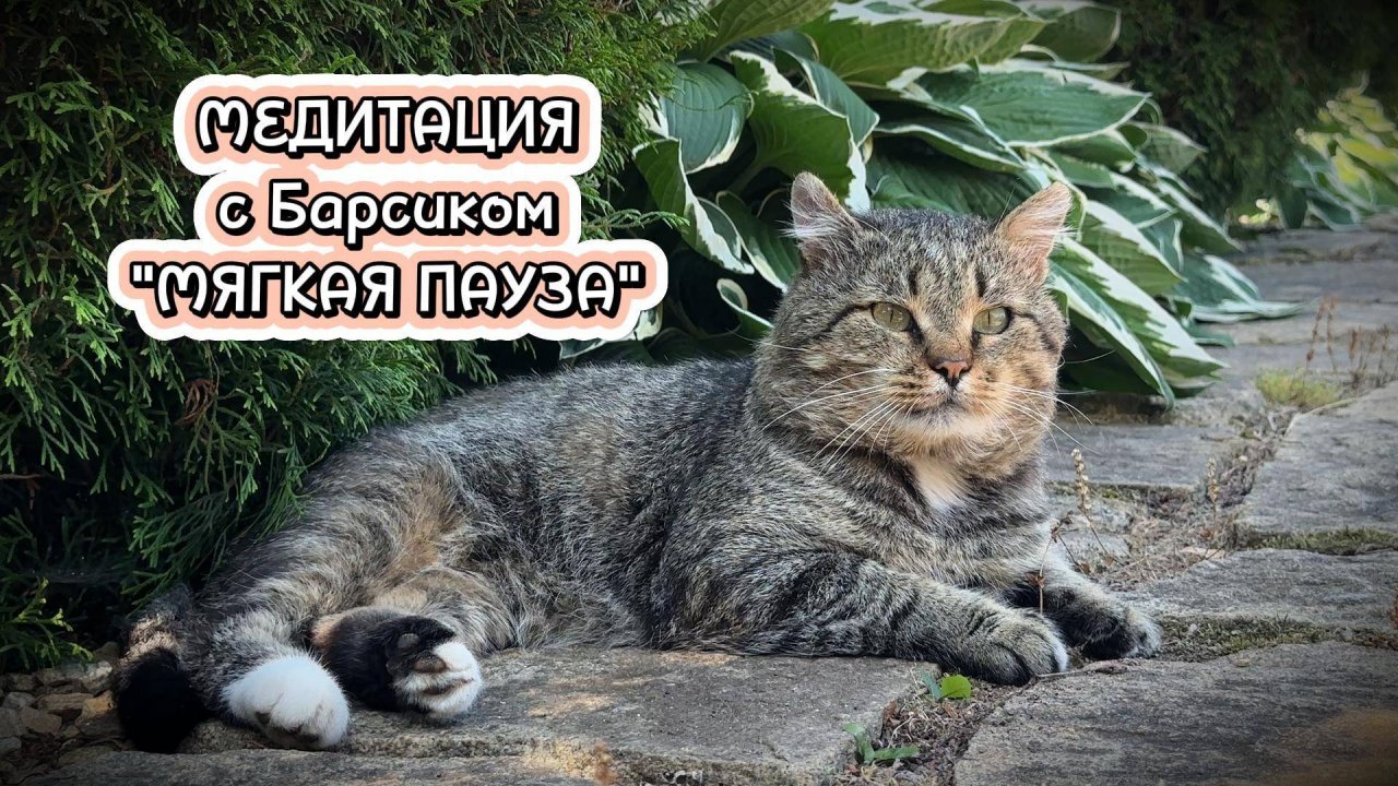 МЕДИТАЦИЯ с Барсиком "МЯГКАЯ ПАУЗА"