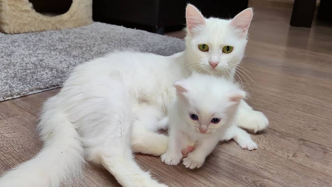 Маленький котенок, его мама-кошка и старший брат.