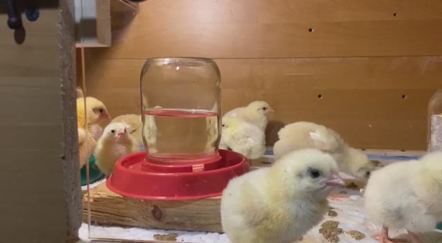 Снова бройлеры, вторая партия в этом году