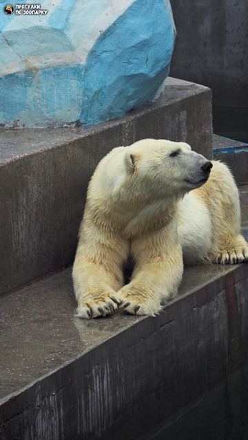 Белый медведь Кай зевает. Новосибирский зоопарк
