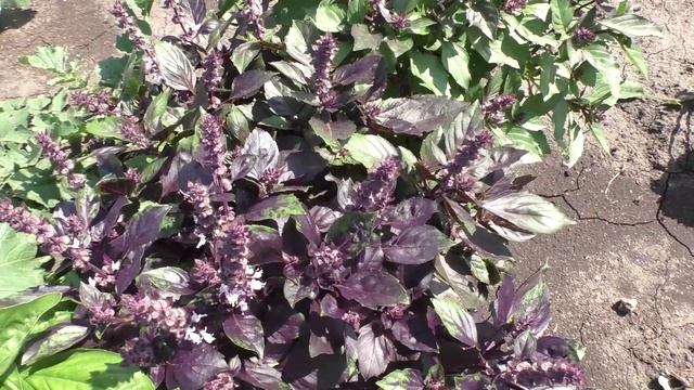 Базилик в начале августа