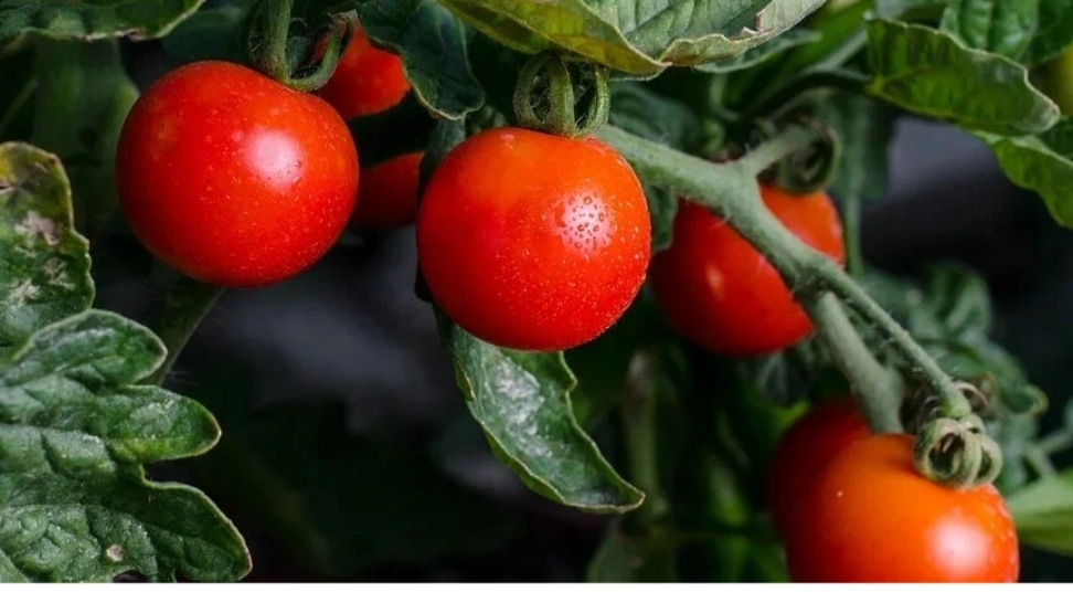 КАК ПРАВЕЛЬНО УБРАТЬ ЛИШНИЕ КУСТЫ С ПОМЕДОР, ДЛЯ БЫСТРОГО РОСТА ПЛОДОВ.