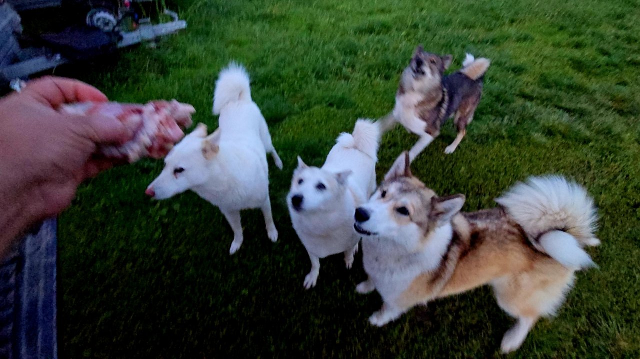 Сырое и сухое для лаек