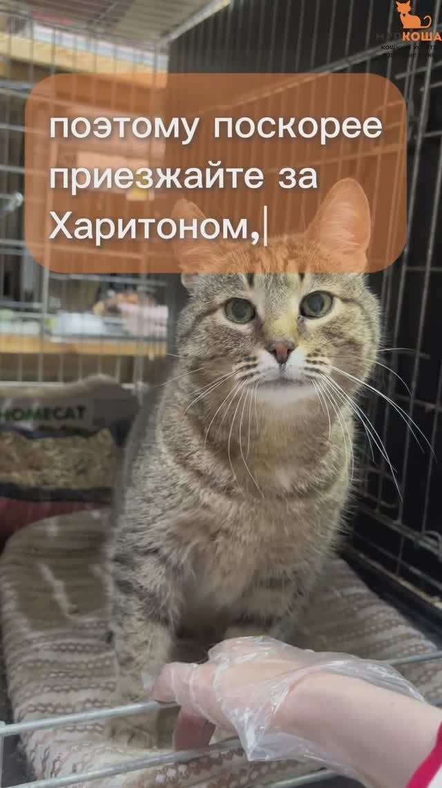 Харитон (уже дома)