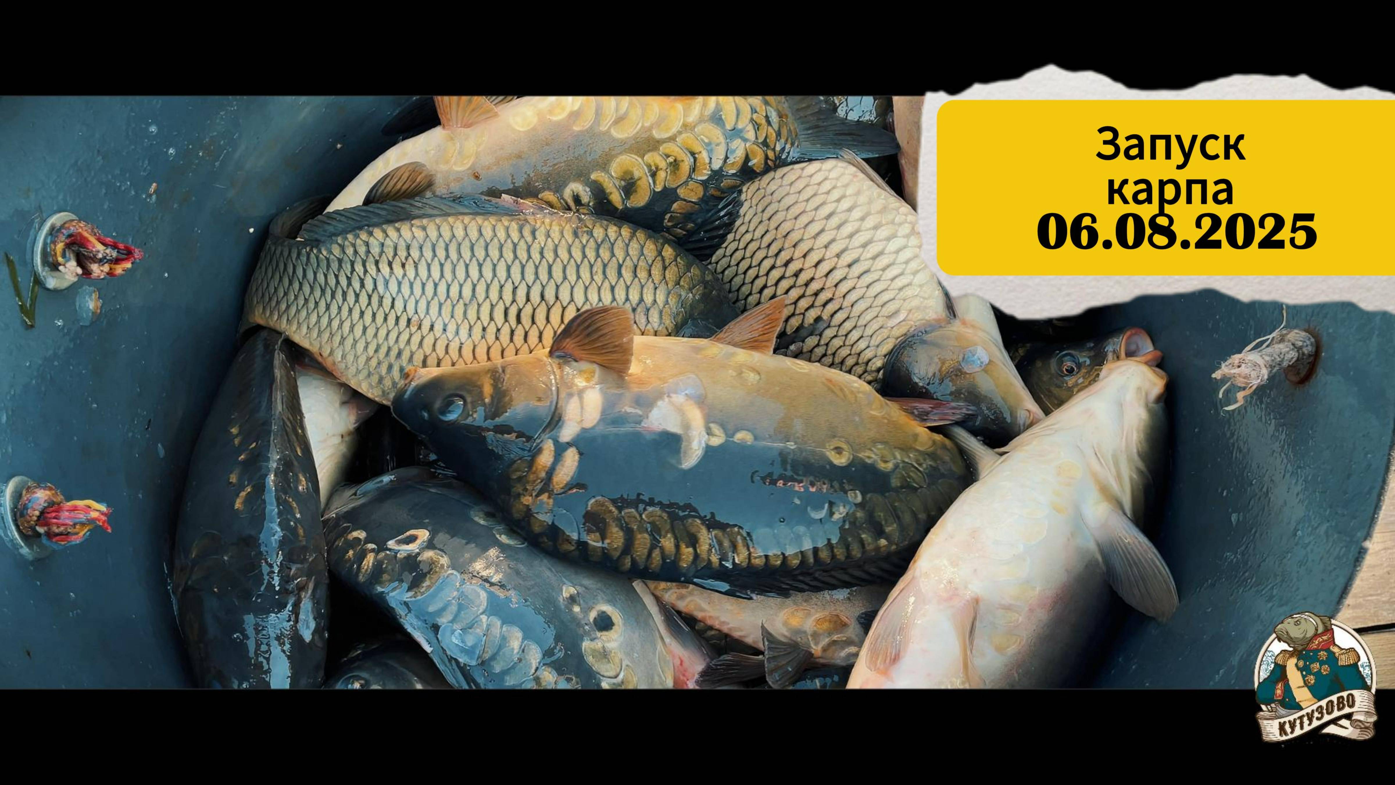 Запуск карпа 06.08.2025