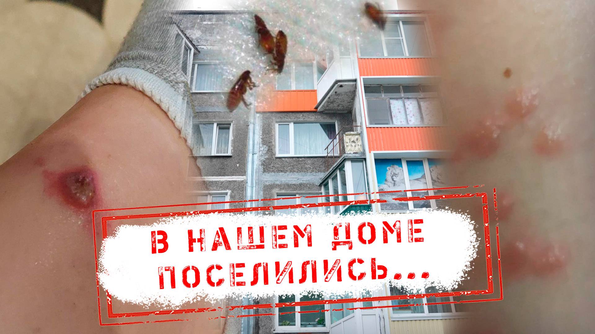 НОВОСТИ КАМЧАТКИ: В НАШЕМ ДОМЕ ПОСЕЛИЛИСЬ…