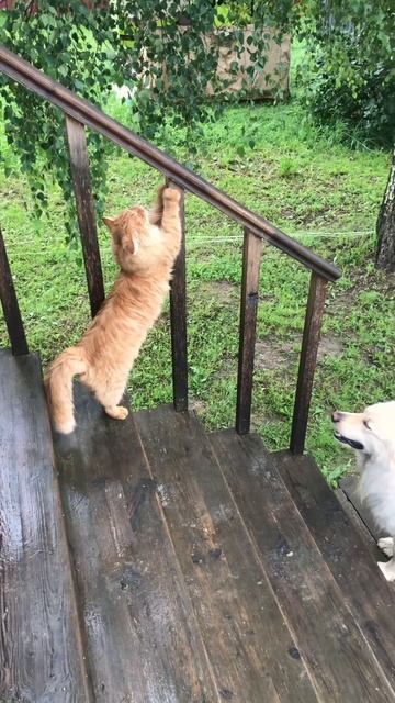 Альфушка утром обидел Ричика