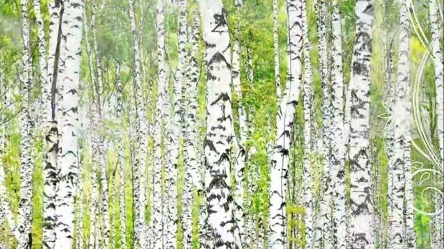 Антон и Альфия белая берёза.✔