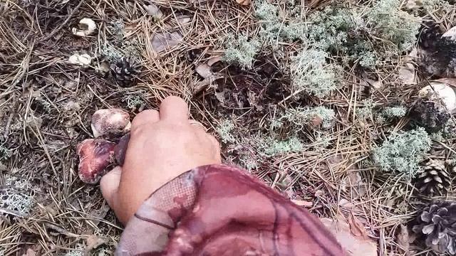 СОБИРАЕМ ГРИБЫ .ОТВЕТ НА ВОПРОС