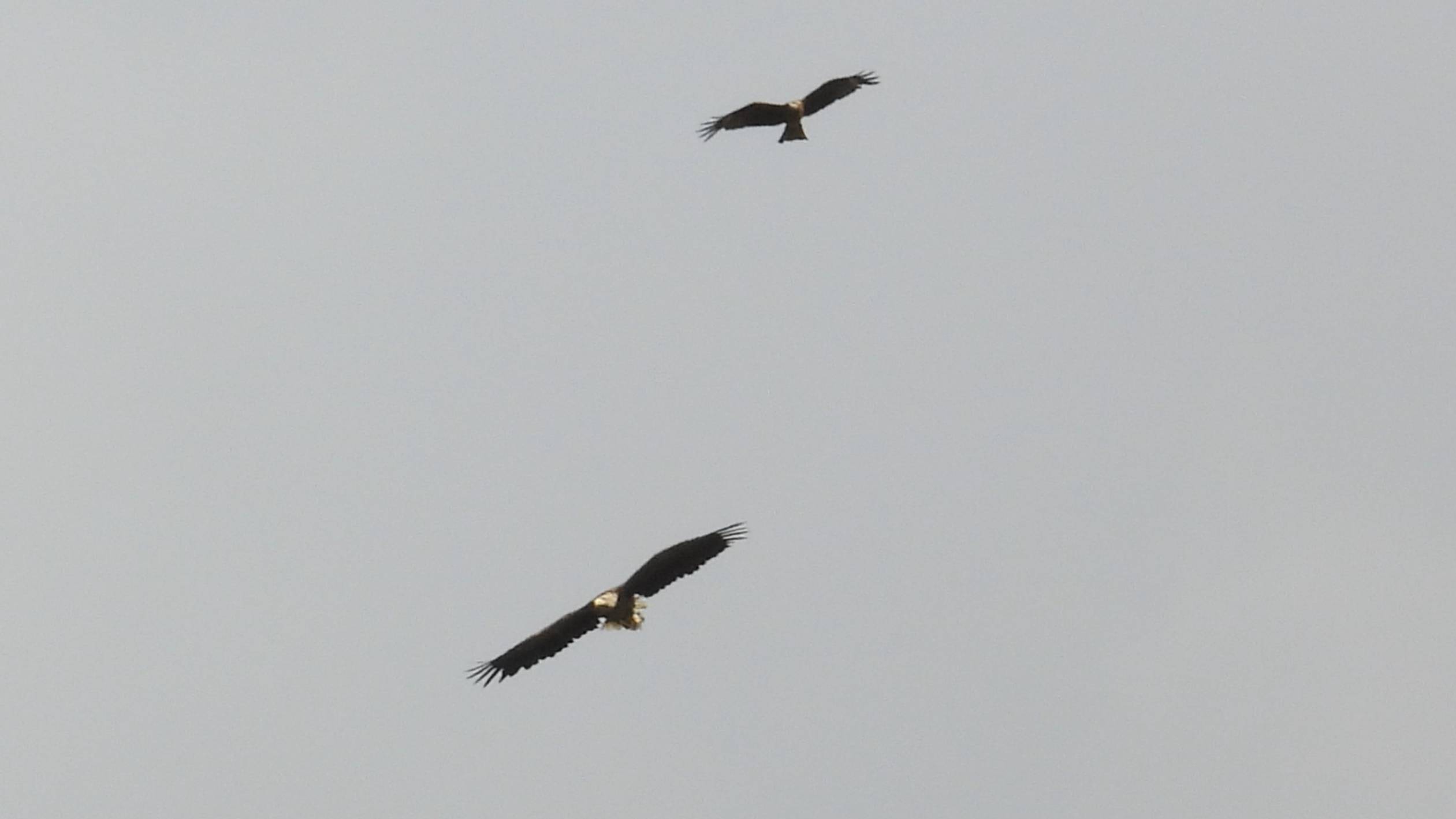 Орлан Белохвост и Чёрный Коршун, наблюдение птиц в Новгородской области, Ушерско, 7 августа 2025