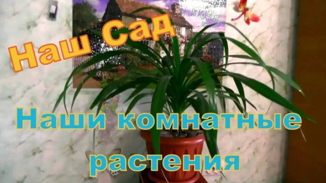Комнатные растения