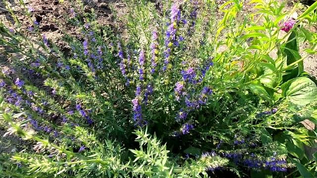 Иссоп из семян в начале августа