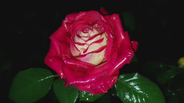 Розы в ночи, после длительных дождей...