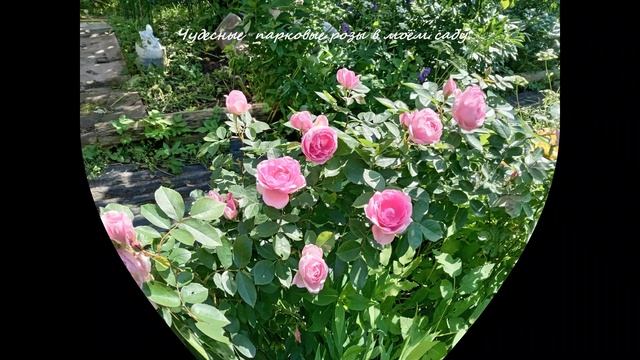 МОЙ РОЗОВЫЙ САД.