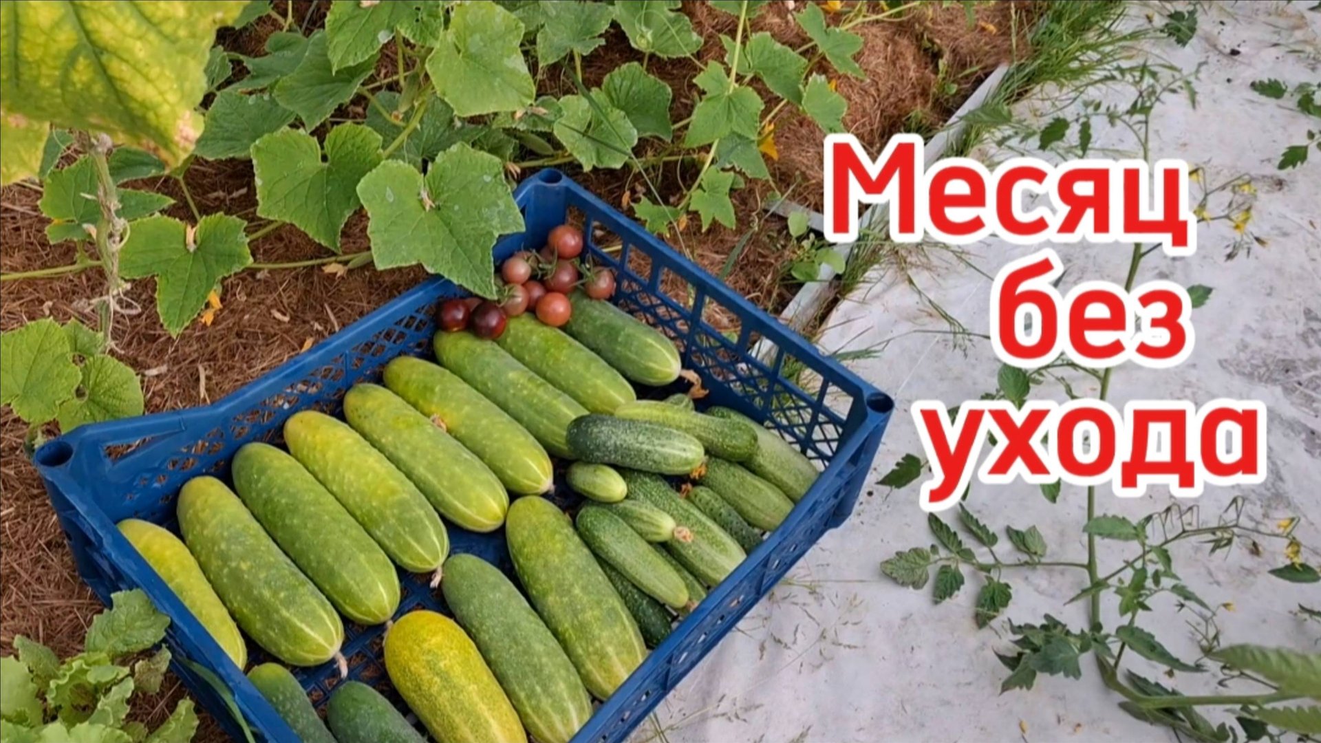 Автополив спас урожай! Теплица огурцов и помидоров после 4 недель жары без ухода