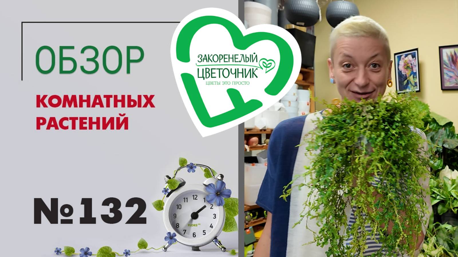 Обзор растений: церопегии, пеперомии, кампанулы, пальмы, рапис, папоротники, сансевиерии. №132