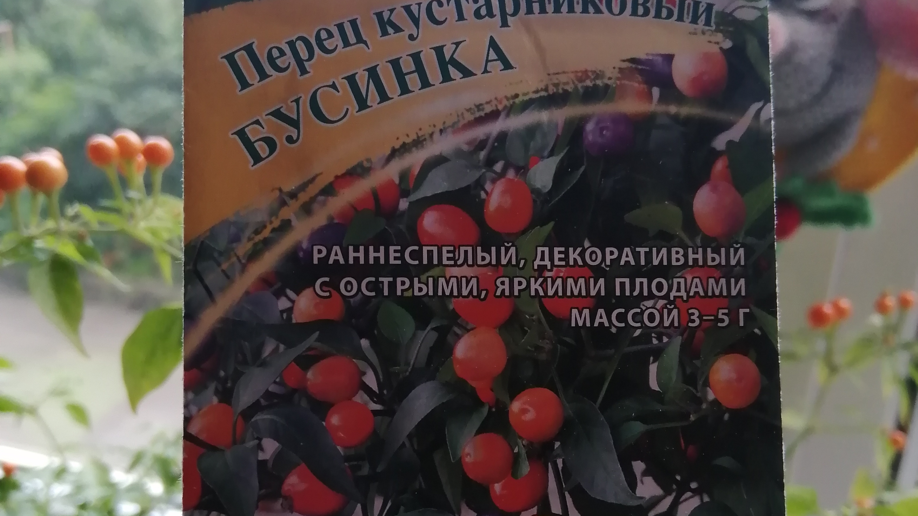 Перец "Бусинка ". Мой опыт выращивания горького перца в горшке🌶️🌶️👍