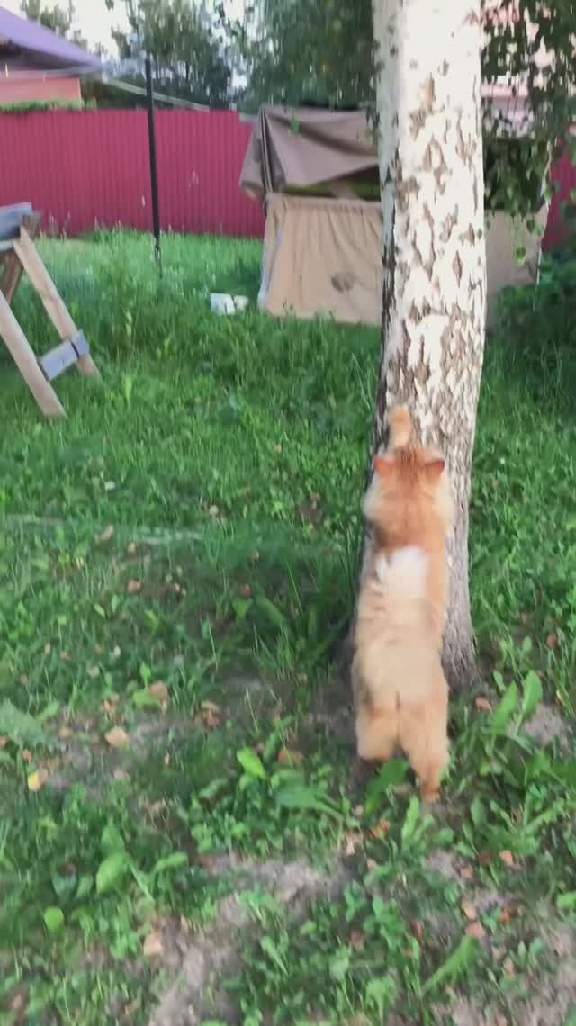 Альфушка может менять решение