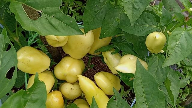 ПЕРЦЫ. ОТКРЫТЫЙ ГРУНТ. АВГУСТ.