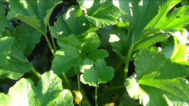 Кабачки БЕЛОПЛОДНЫЕ