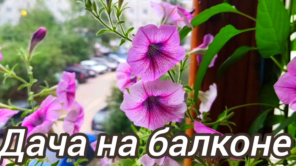 Дача на балконе.