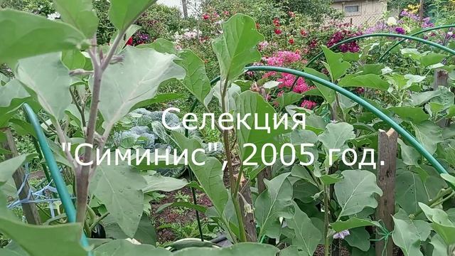 БАКЛАЖАНЫ. АВГУСТ. ОТКРЫТЫЙ ГРУНТ.