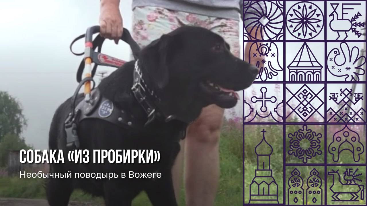 Единственную в России собаку «из пробирки» передали незрячей вологжанке